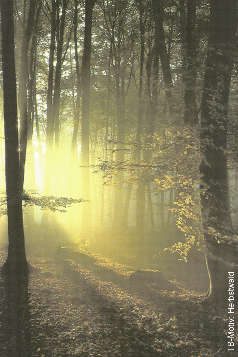Wald Herbst